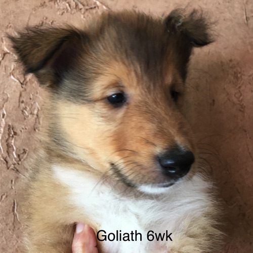 Goliath 6wks